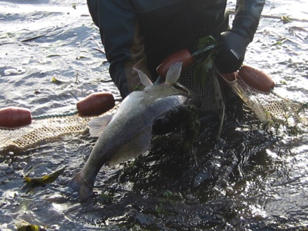 fish rescue seine netting