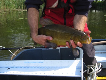 Survey captured tench