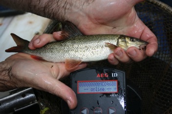 reading barbel pit tag