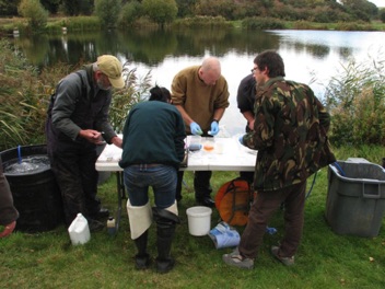 roach tagging production line