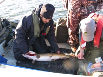 training anglers in vi pike tagging