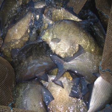 Bream in seine net