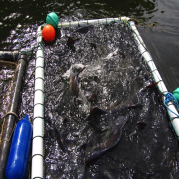 Adult bream in keep cage