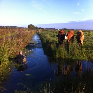 Setting eel fykes