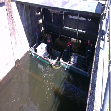 Large scale electrofishing around sluice