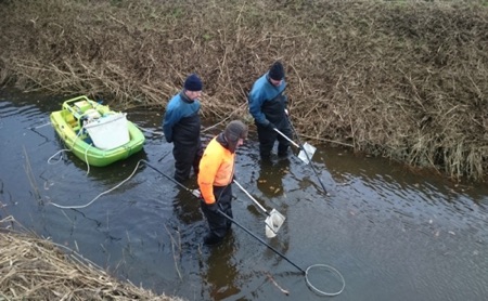 depletion electrofishing survey